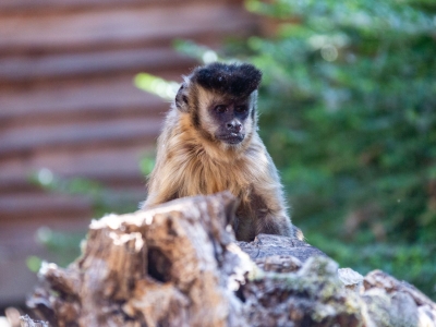 Mono capuchino - De Zonnegloed - Dierenpark - Dieren opvangcentrum - Sanctuary